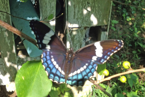 Limenitis arthemis astyanax (hyrid variation, Rancocas Nature Center, 8.2.2012, live 2) (Internet Image property of respective owner, non-commercial use only)